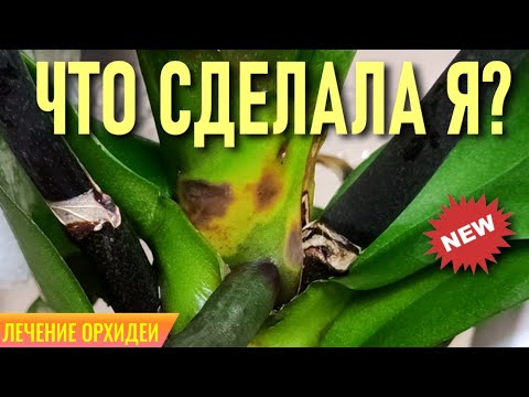 Видео: ХЛОРОФИЛЛИПТ (ЭВКАЛИПТ) ДЛЯ ЛЕЧЕНИЯ ОРХИДЕЙ! СПОРИМ, ВЫ ЕЩЁ НИКОГДА НЕ ИСПОЛЬЗОВАЛИ ЭТО ДЛЯ ОРХИДЕЙ?