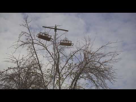 Видео: Ловля щеглов на западок