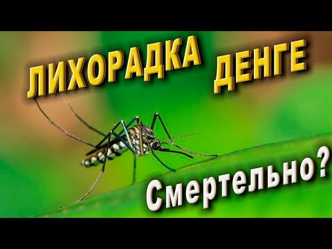 Видео: Лихорадка денге: симптомы, лечение, профилактика. История болезни.