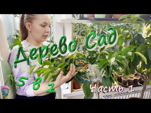 Видео: Дерево сад пять в одном (часть 1)