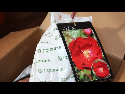 Видео: Самые зимостойкие розы  Канадские сорта  Где заказать и как посадить