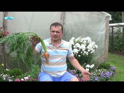 Видео: "РОГАТАЯ" МОРКОВЬ-КАК ЭТОГО НЕ ДОПУСТИТЬ.