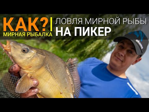 Видео: КАК? Ловля белой рыбы на пикер.