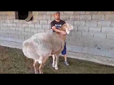 Видео: (575) экспедиции Анвара Рустемова по Кыргызстану