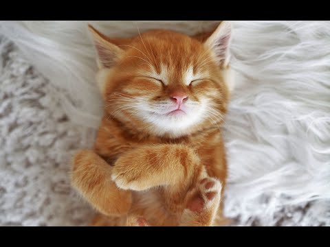 Видео: АСМР|ASMR видео для сна/ тихий голос и движения рук