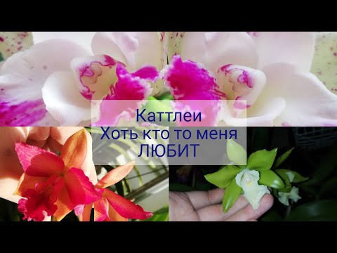 Видео: #орхидея #каттлея 
У меня зацвели Каттлеи. Только нет времени этой красотой любоваться