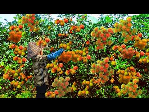 Видео: Спелые красные рамбутаны собираются вручную фермерами прямо в саду