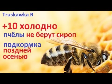 Видео: Как прикормить #пчёл если уже поздняя осень и холодно. Как их удержать от вылетов и гибели в холод.