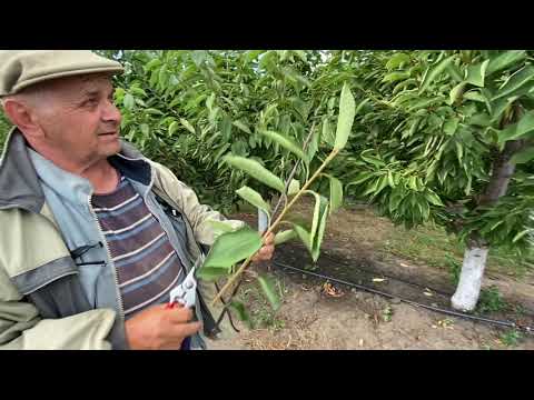 Видео: Маточно-черенковый сад. Окулировка на Манжурском персике, ВВА-1, ВСЛ-2