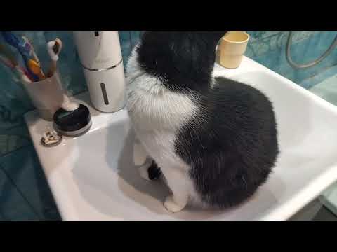 Видео: Кошечка Луна захотела принять душ. Осталось включить воду.