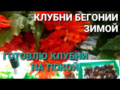 Видео: БЕГОНИЮ КЛУБНЕВУЮ ГОТОВЛЮ НА ПОКОЙ.ГДЕ СОДЕРЖАТЬ И КАК  СОХРАНИТЬ ДО СЛЕДУЮЩЕГО СЕЗОНА.ДЕЛЮСЬ ОПЫТОМ