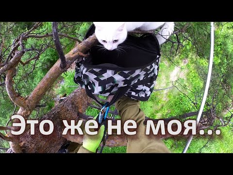 Видео: "Нет, эту переноску я не одобряю..."