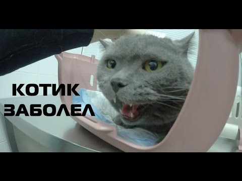 Видео: КОТ ЗАБОЛЕЛ | ЩЕНОК ИГРАЕТ В ХОККЕЙ | ШИНШИЛЛА НЕРВНИЧАЕТ