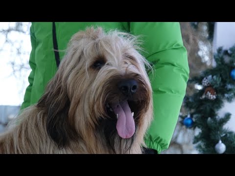 Видео: Зачетный бриар. Интеллект, выносливость, преданность