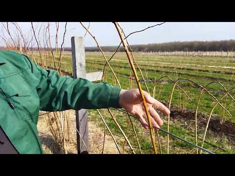 Видео: Заплетаем малину весной.