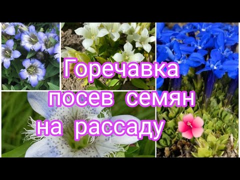 Видео: ГОРЕЧАВКА ,ПОСЕВ СЕМЯН НА РАССАДУ 🌺🤗