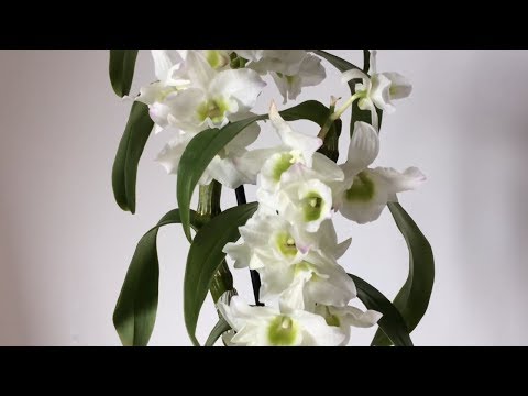 Видео: Орхидея ДЕНДРОБИУМ НОБИЛЕ цветет. Уход, полив, размножение ДЕНДРОБИУМА НОБИЛЕ. Детки дендробиума.
