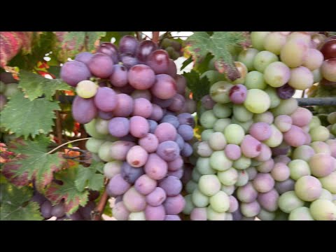 Видео: #9 15.09.2023 в гостях на винограднике Игорь Азаренок . Часть 2/2