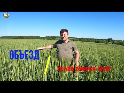 Видео: Объезд полей 26.06 .22г