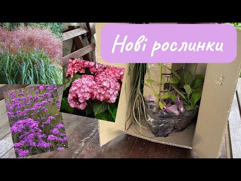 Видео: Розпаковка нових рослинок 💜