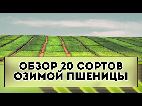 Видео: ОБЗОР 20 СОРТОВ ОЗИМОЙ ПШЕНИЦЫ