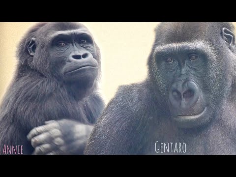 Видео: Гориллы, которые не могут быть парой в будущем. Гентаро и Анни