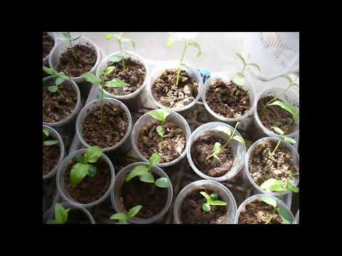 Видео: Как вырастить Зизифус из косточки 2 часть