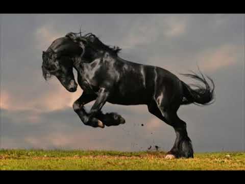 Видео: Бессмертный конь  Эзир - Кара