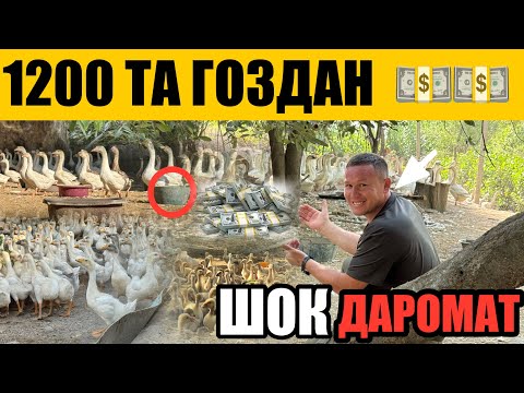 Видео: ҒОЗ +998 94-908-17-22 БОҚИШНИ ЯНГИ УСУЛИ || ОЙИГА 90 МЛН СЎМ ДАРОМАД СИРИ ОЧИЛДИ 29 июня 2025 г.