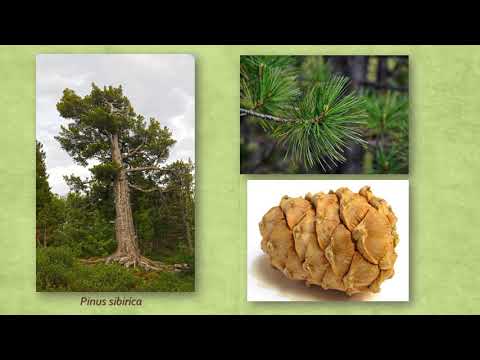 Видео: Голосеменные ч 3