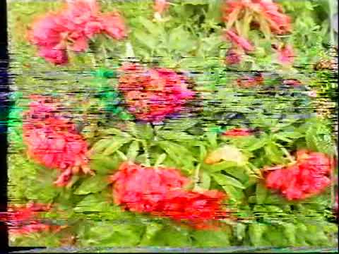 Видео: Випуск 2003/2004 Пашово Част 1