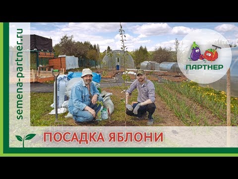 Видео: ПОСАДКА ЯБЛОНИ НА УЧАСТКЕ «ПАРТНЕРА»