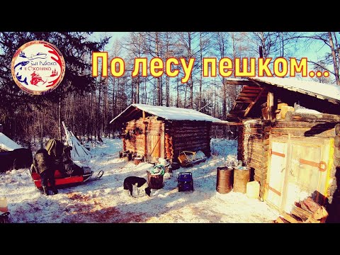 Видео: Зимняя охота на соболя. Пешком по лесу. Часть вторая.