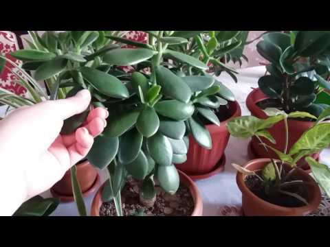 Видео: Комнатные цветы весной!!!