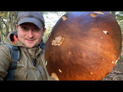 Видео: ЦЕЙ!! ГІГАНТ ПРОЛОМИТЬ МЕНІ КОШИК 🧺 ГІГАНТСЬКІ БІЛІ ГРИБИ ПРОДОВЖУЮТЬ РОСТИ на ВХОДІ до Лісу