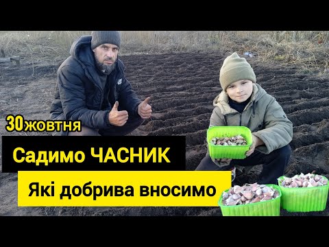 Видео: Висадка ЧАСНИКУ. Внесення добрив.