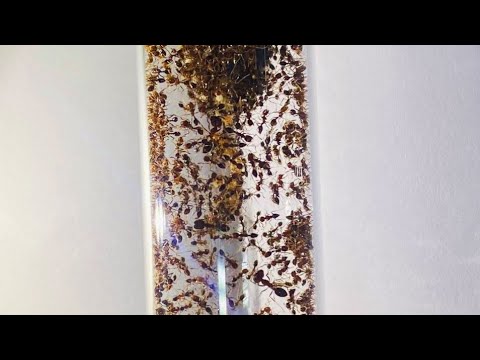 Видео: Solenopsis invicta/geminata. Вечно голодные муравьи.