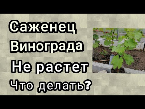 Видео: саженец винограда не растет, что делать