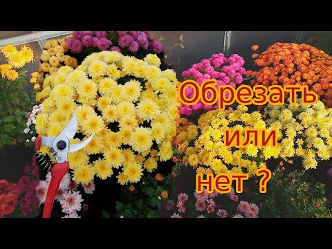 Видео: Хризантема мультифлора. Обрезать на зиму или нет?