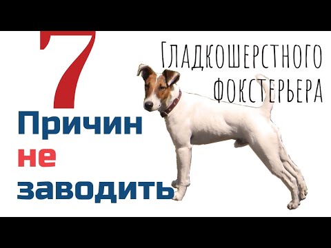 Видео: Топ 7 причин НЕ заводить гладкошерстного фокстерьера/Фоксблог