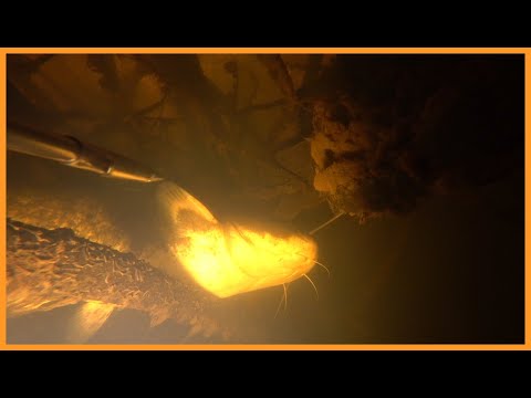 Видео: ПОЛЮВАННЯ НА СОМА В КІНЦІ ТРАВНЯ | ПІДВОДНЕ ПОЛЮВАННЯ 2024