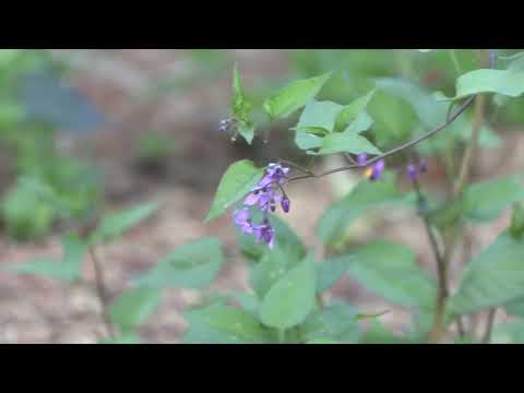 Видео: Удивительные лианы. Паслен Китагавы и Колокольник ланцетный