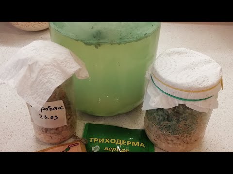 Видео: ТРИХОДЕРМА исцелит растения. Результат выведения.