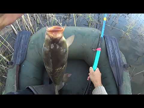 Видео: ЛОВЛЯ КАРПА В КАМЫШЕ! КАРП НА ПОПЛАВОК!