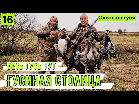 Видео: ОХОТА на гуся. Гусиная СТОЛИЦА. Живем в ПАЛАТКАХ. ТЫСЯЧИ гусей.