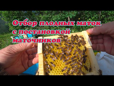 Видео: ОТБОР ПЛОДНЫХ МАТОК И ИХ ПОДСАДКА В ОСНОВНЫЕ СЕМЬИ, РАЗДАЧА МАТОЧНИКОВ