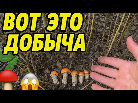 Видео: Грибы лезут из земли! Еле ноги унёс из леса 🍄