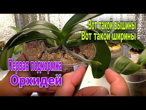 Видео: Орхидеи. 60 ДНЕЙ после получения, а какой результат! Первая подкормка азиатского фаленопсиса.