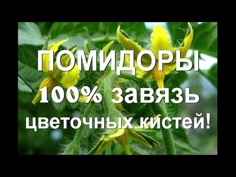 Видео: 67. ПОМИДОРЫ - 100% завязь всех соцветий - самый эффективный метод!