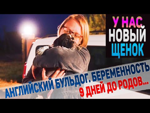 Видео: Алиментный Щенок - дочка одного из наших кобелей. До родов Английского Бульдога осталось 9 дней.